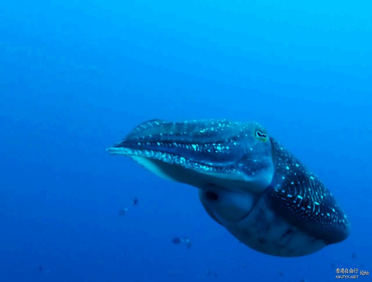   海洋生態