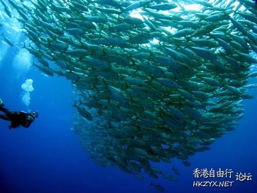   海洋生態