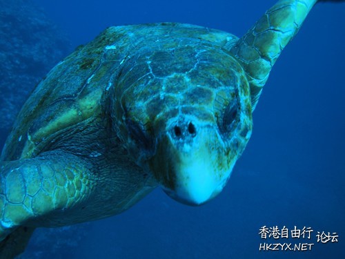   海洋生態