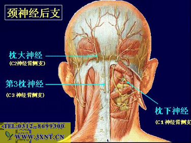 自己按摩治頸椎病  中藥問症