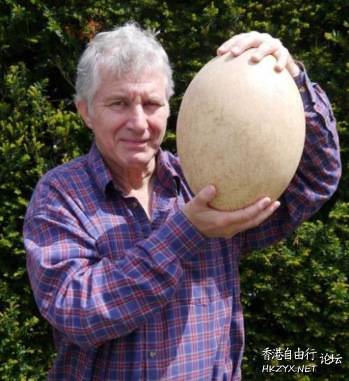 象鳥蛋有幾大？  学科頻道 + 學生園地