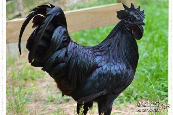   Birds 飛烏