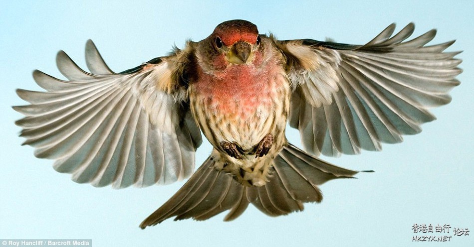 鳥的美姿  Birds 飛烏