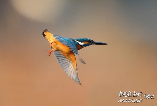 鳥的美姿  Birds 飛烏