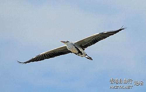   Birds 飛烏