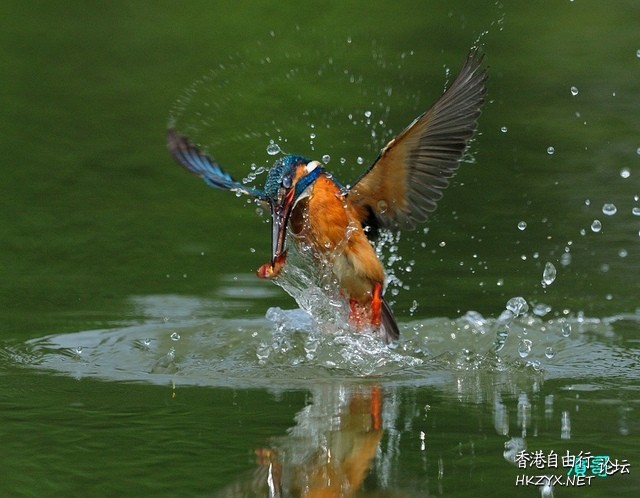   Birds 飛烏