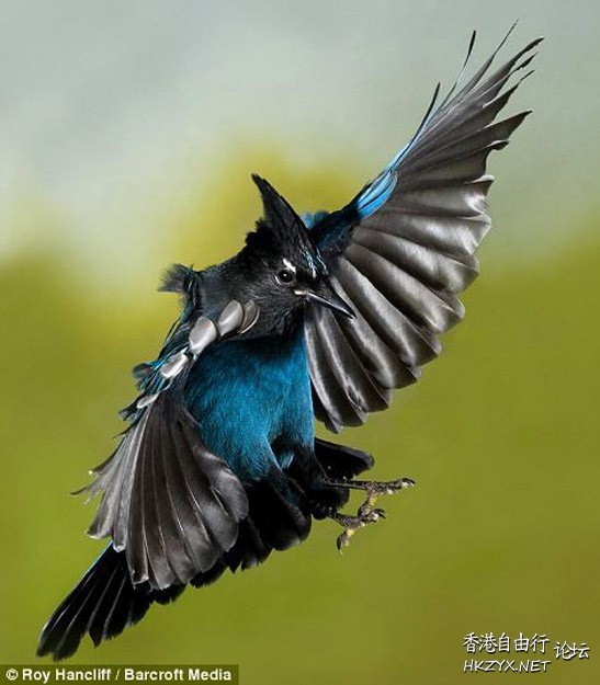   Birds 飛烏