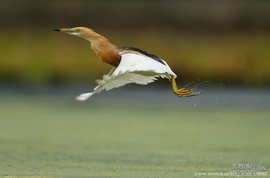   Birds 飛烏