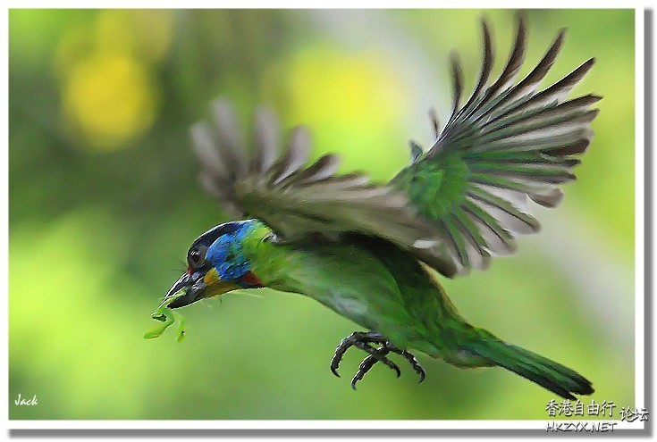   Birds 飛烏
