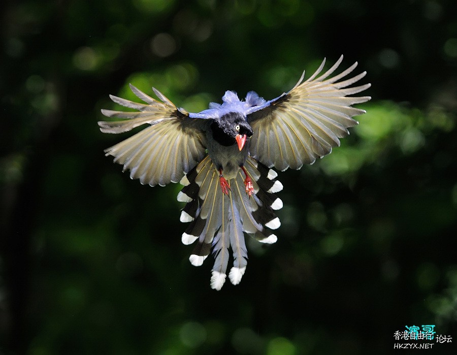   Birds 飛烏