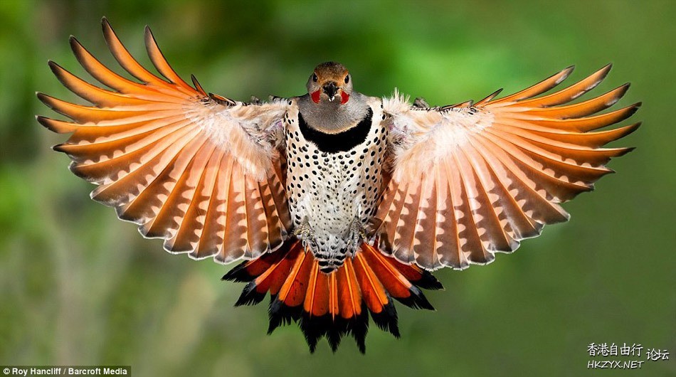   Birds 飛烏