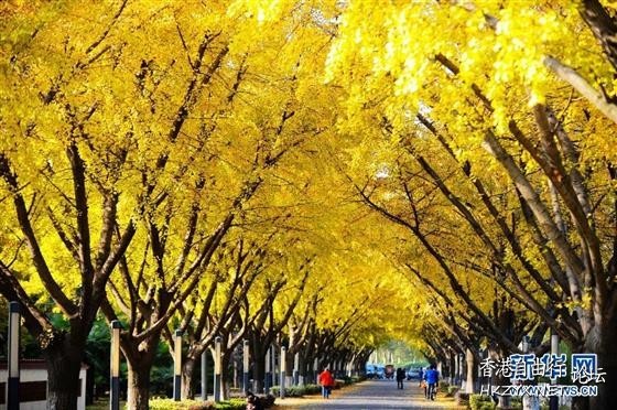 杨家村随风飘落的银杏叶  ChinaTravel 中國觀光景點