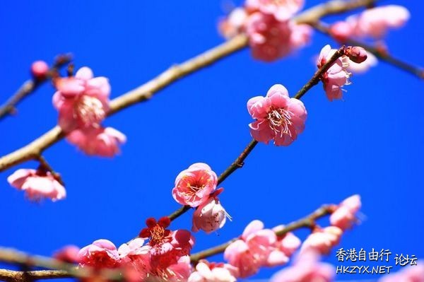 杨家村随风飘落的银杏叶  ChinaTravel 中國觀光景點
