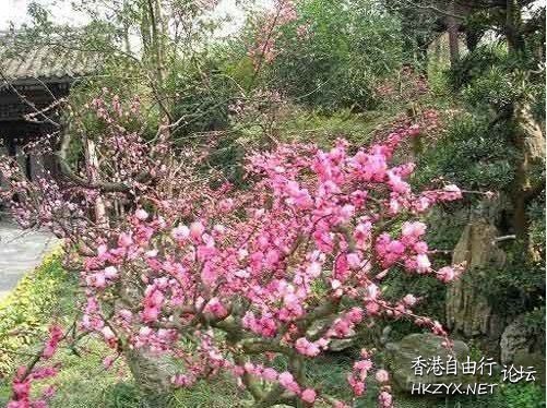 杨家村随风飘落的银杏叶  ChinaTravel 中國觀光景點