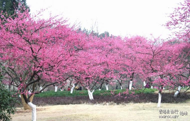 杨家村随风飘落的银杏叶  ChinaTravel 中國觀光景點