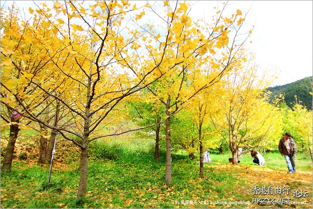 杨家村随风飘落的银杏叶  ChinaTravel 中國觀光景點