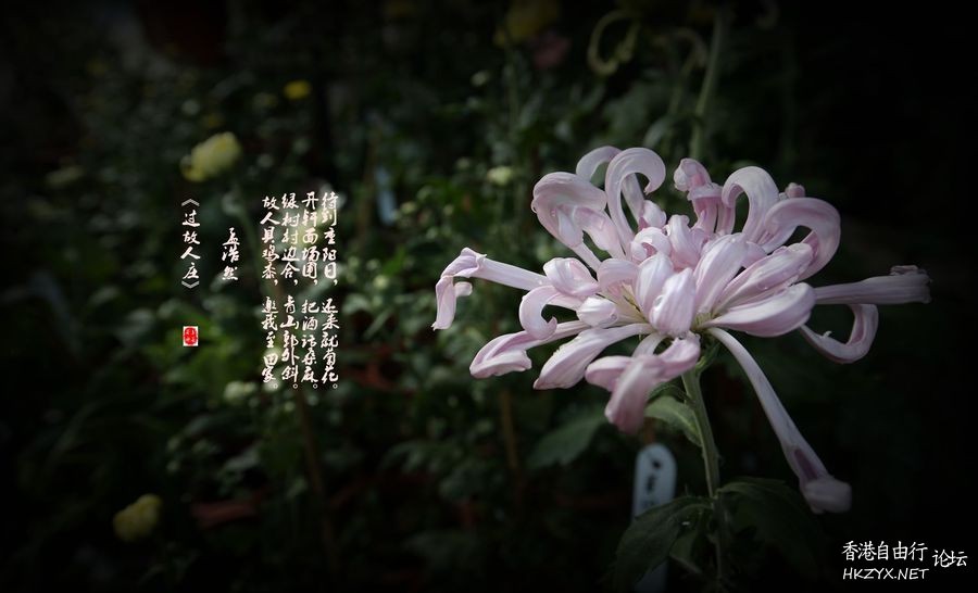 精彩拍摄-君子菊  Flowers花卉