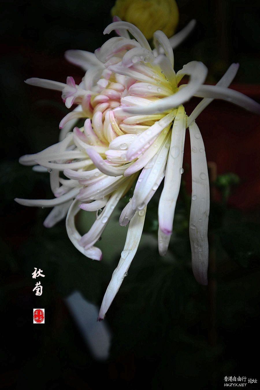 精彩拍摄-君子菊  Flowers花卉