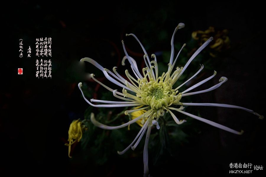 精彩拍摄-君子菊  Flowers花卉