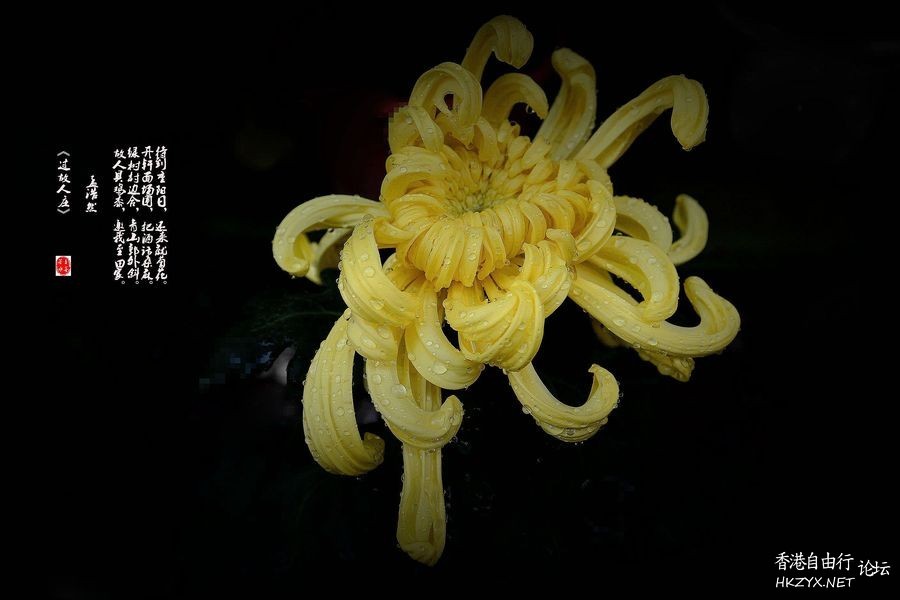 精彩拍摄-君子菊  Flowers花卉