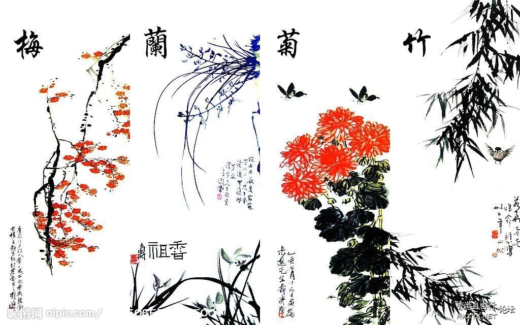 精彩拍摄-君子菊  Flowers花卉