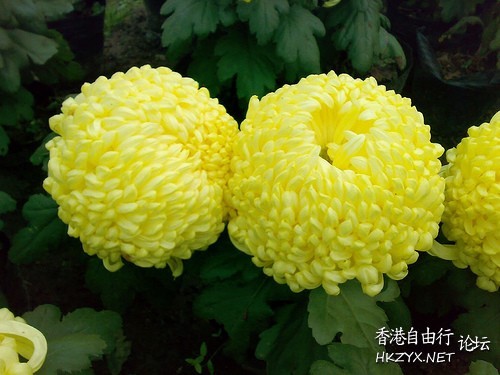   Flowers花卉