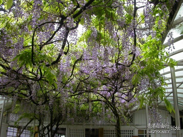   Flowers花卉