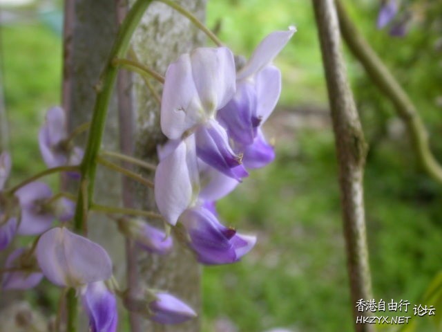   Flowers花卉