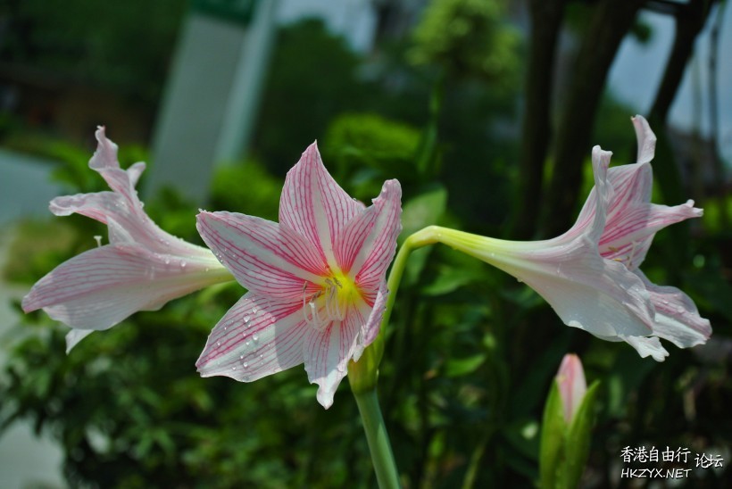   Flowers花卉