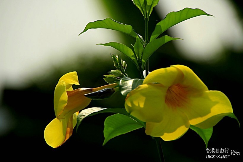   Flowers花卉