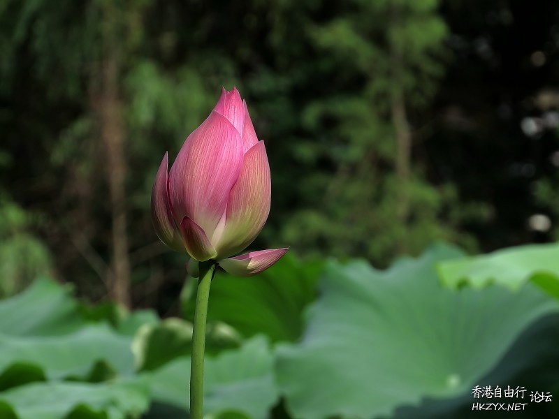 出於污泥而不染  Flowers花卉