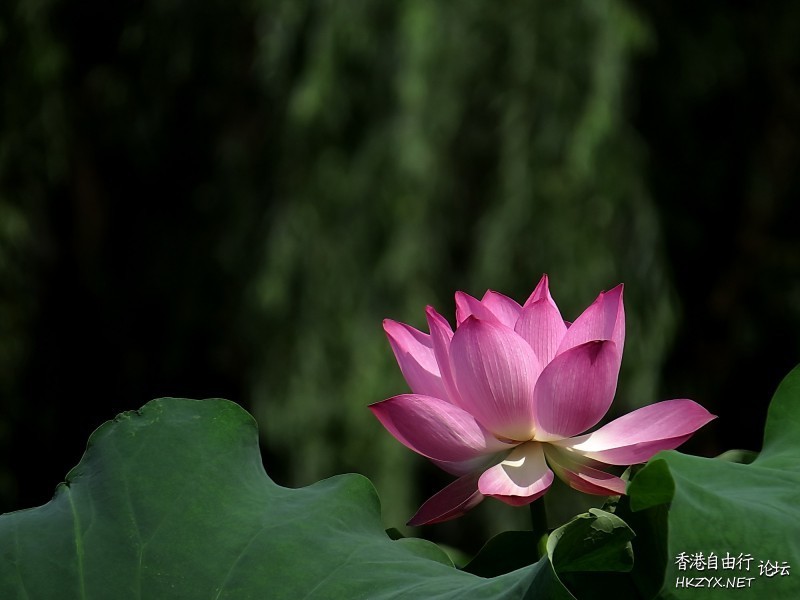 出於污泥而不染  Flowers花卉