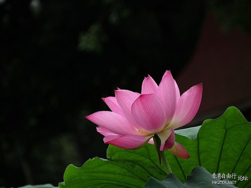 出於污泥而不染  Flowers花卉