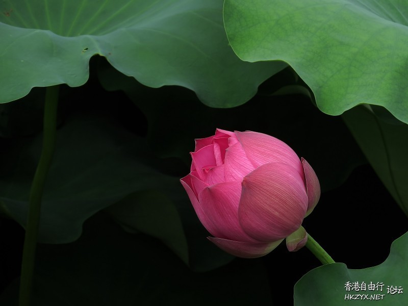 出於污泥而不染  Flowers花卉