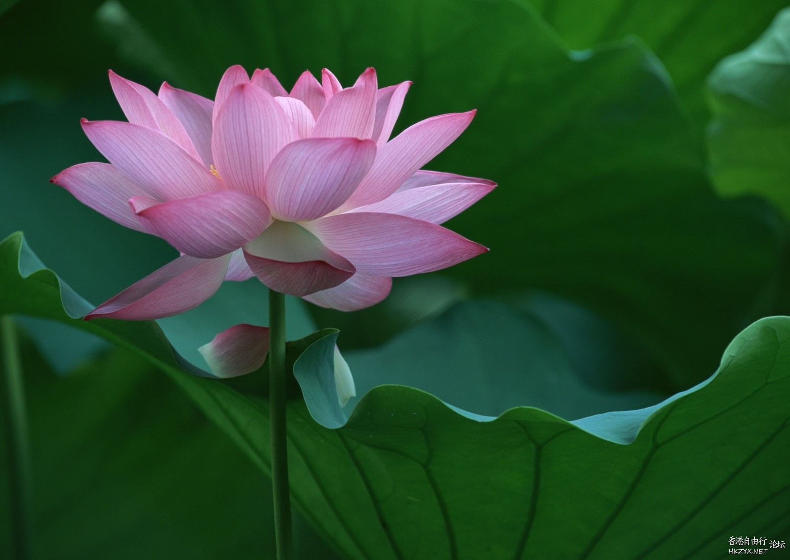 出於污泥而不染  Flowers花卉