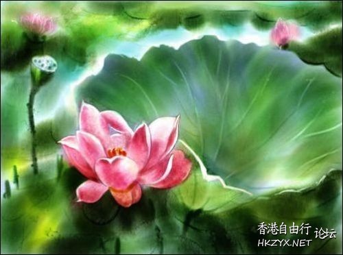 出於污泥而不染  Flowers花卉