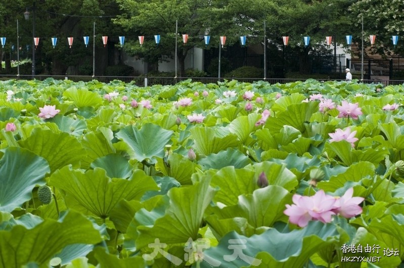 出於污泥而不染  Flowers花卉