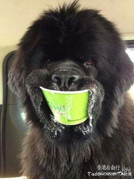   Pets 寵物護理 +紀念堂