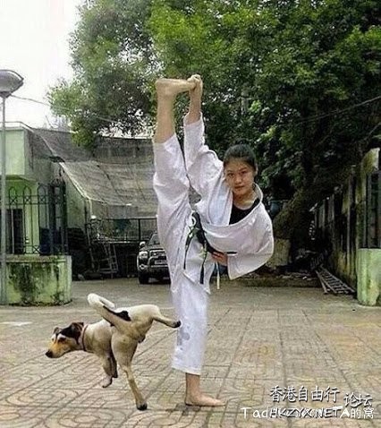 Dog: 我的高難度  Pets 寵物護理 +紀念堂