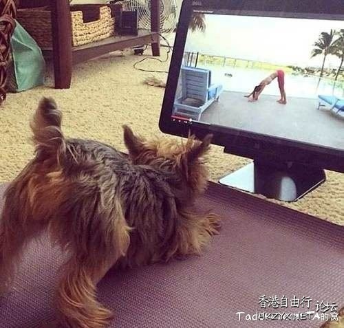Dog: 我的高難度  Pets 寵物護理 +紀念堂