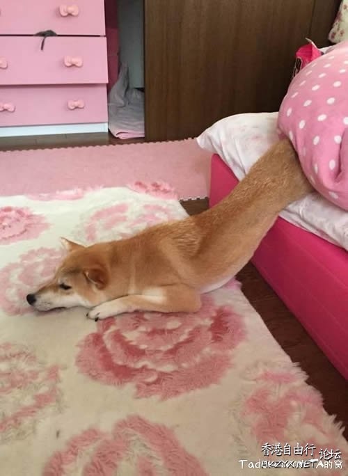 Dog: 我的高難度  Pets 寵物護理 +紀念堂
