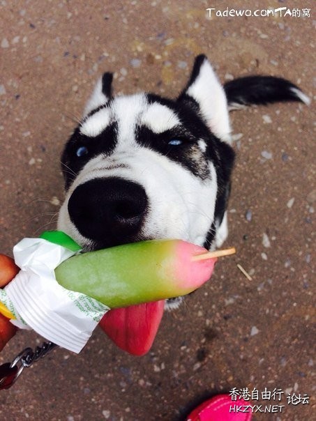 Dog: 我的高難度  Pets 寵物護理 +紀念堂