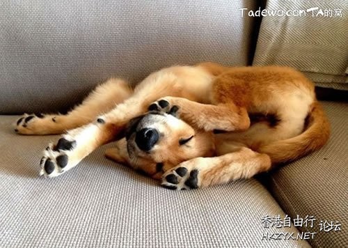 Dog: 我的高難度  Pets 寵物護理 +紀念堂