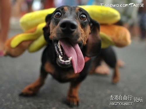 Dog: 我的高難度  Pets 寵物護理 +紀念堂