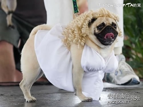 Dog: 我的高難度  Pets 寵物護理 +紀念堂