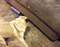 Dog: 我的高難度  Pets 寵物護理 +紀念堂
