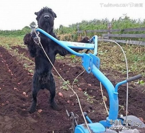 Dog: 我的高難度  Pets 寵物護理 +紀念堂