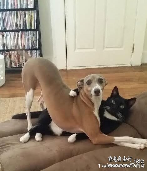   Pets 寵物護理 +紀念堂