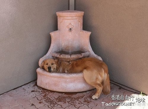   Pets 寵物護理 +紀念堂
