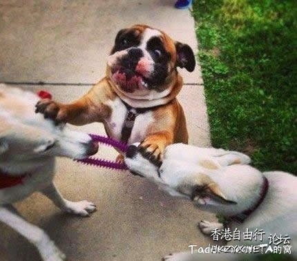   Pets 寵物護理 +紀念堂